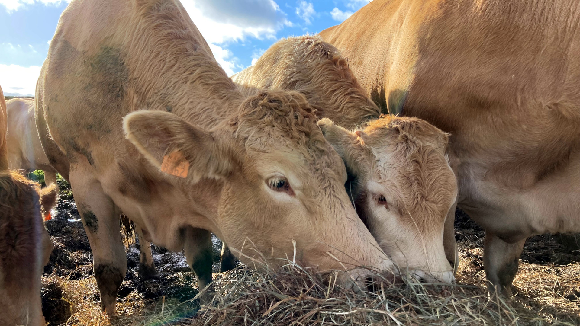 Vaches et veaux se nourrissant de fourrage biologique produit sur les terres de la ferme d’Huboeuf à Hubermont.
