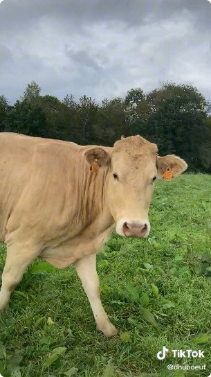 TikTok : Arnaud Collard parmi les vaches et les veaux