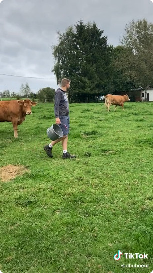 TikTok : Arnaud Collard dans les pâturages