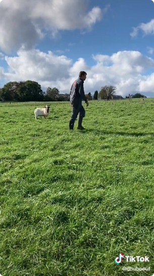 TikTok : David Collard parmi ses chèvres