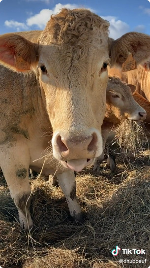 TikTok : du fourrage bio plein la panse