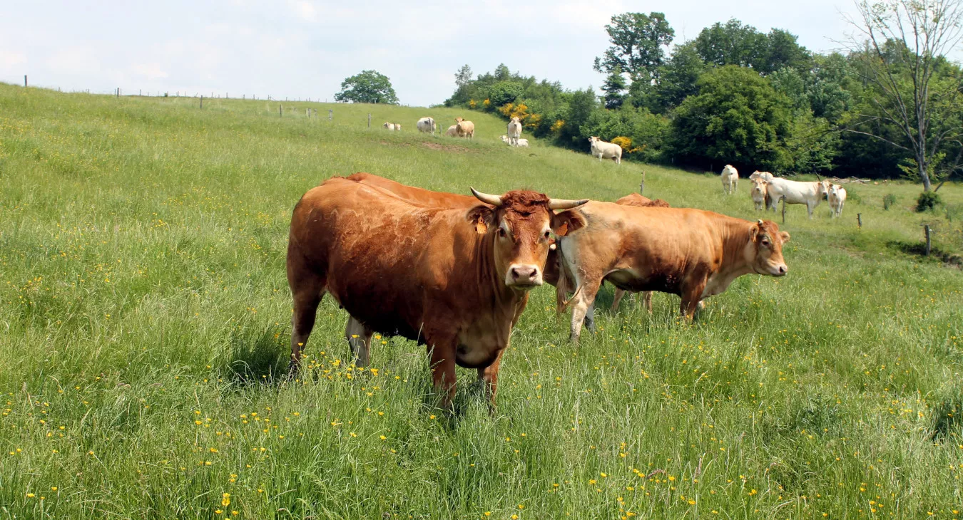 Colis barbecue bio de la ferme d'Huboeuf à Hubermont