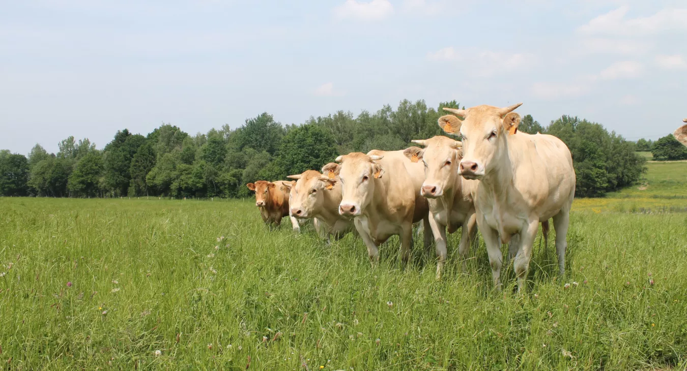 Colis tradition bio de la ferme d'Huboeuf à Hubermont