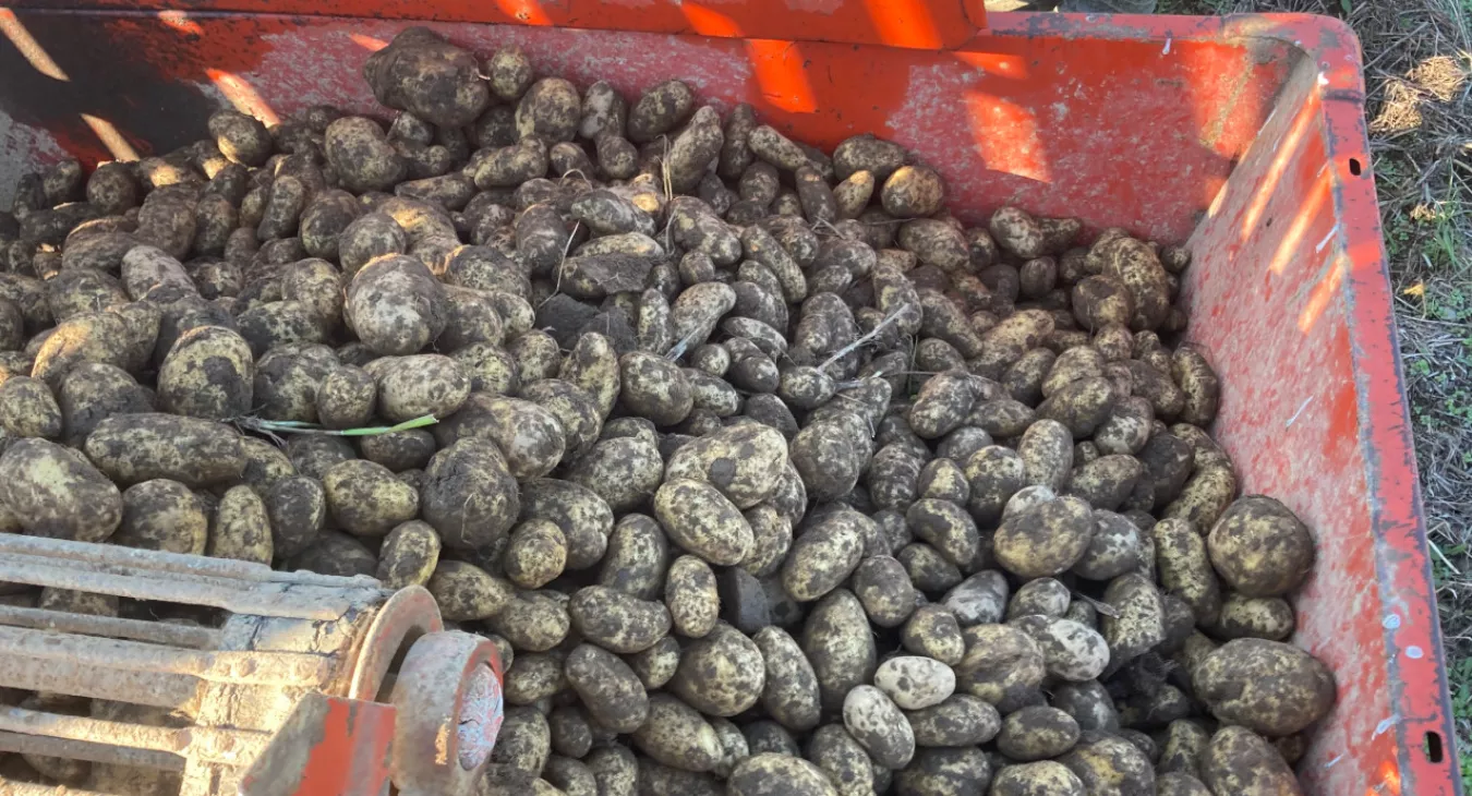 Récolte des pommes de terre bio