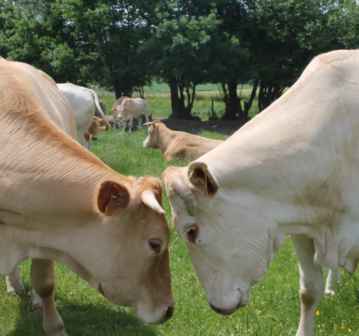 Produits fermiers bio d'Ardenne belge : viande de bœuf et œufs bio
