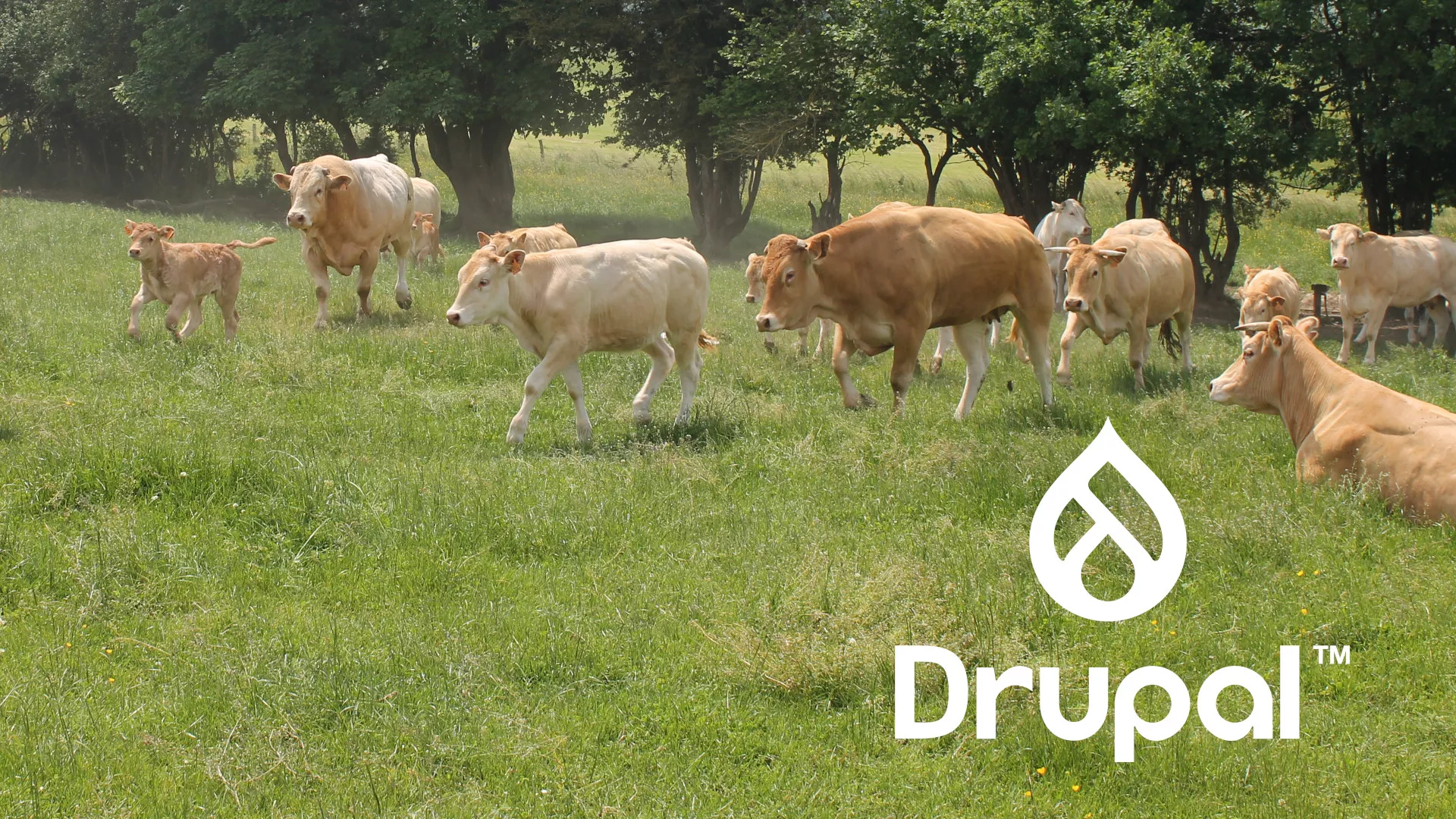 Drupal est un logiciel libre et gratuit créé par Dries Buytaert