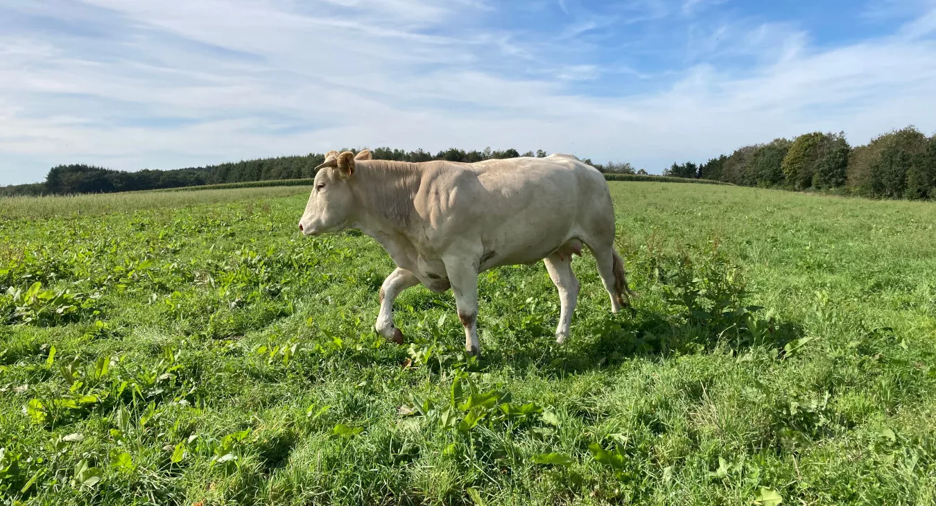 Ferme bio et familiale située à Hubermont, au cœur de l'Ardenne belge, d'Huboeuf vous souhaite la bienvenue